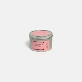 Natural Scented Candle Bibliotheca Antiqua